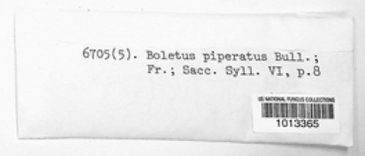 Chalciporus piperatus image